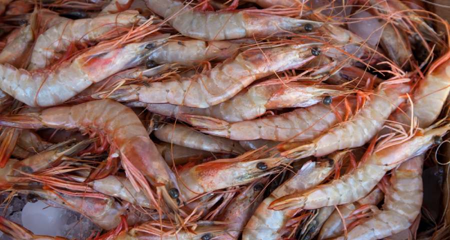 Inilah Jenis Jenis Udang yang Populer dan Banyak Dijual